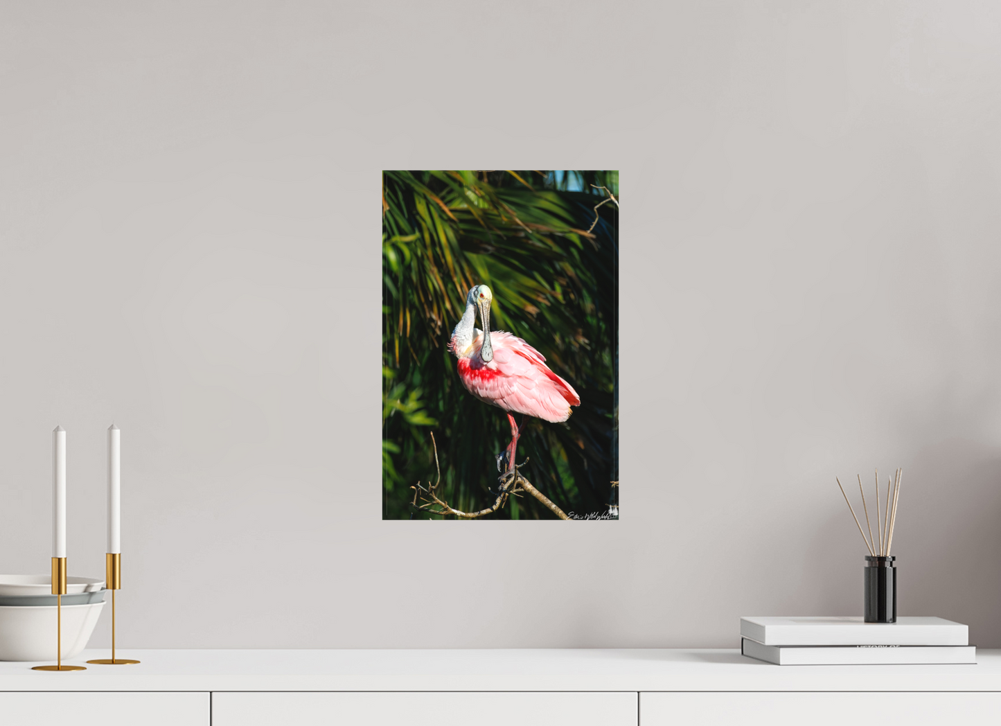 Preening spoonbill