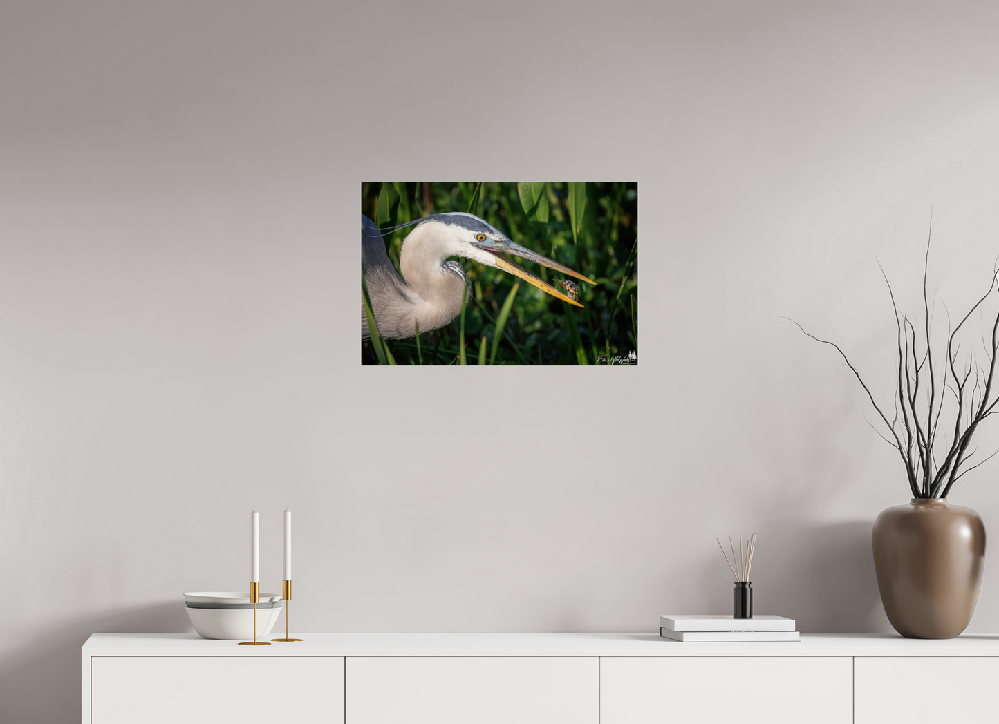 Great blue heron catching lunch