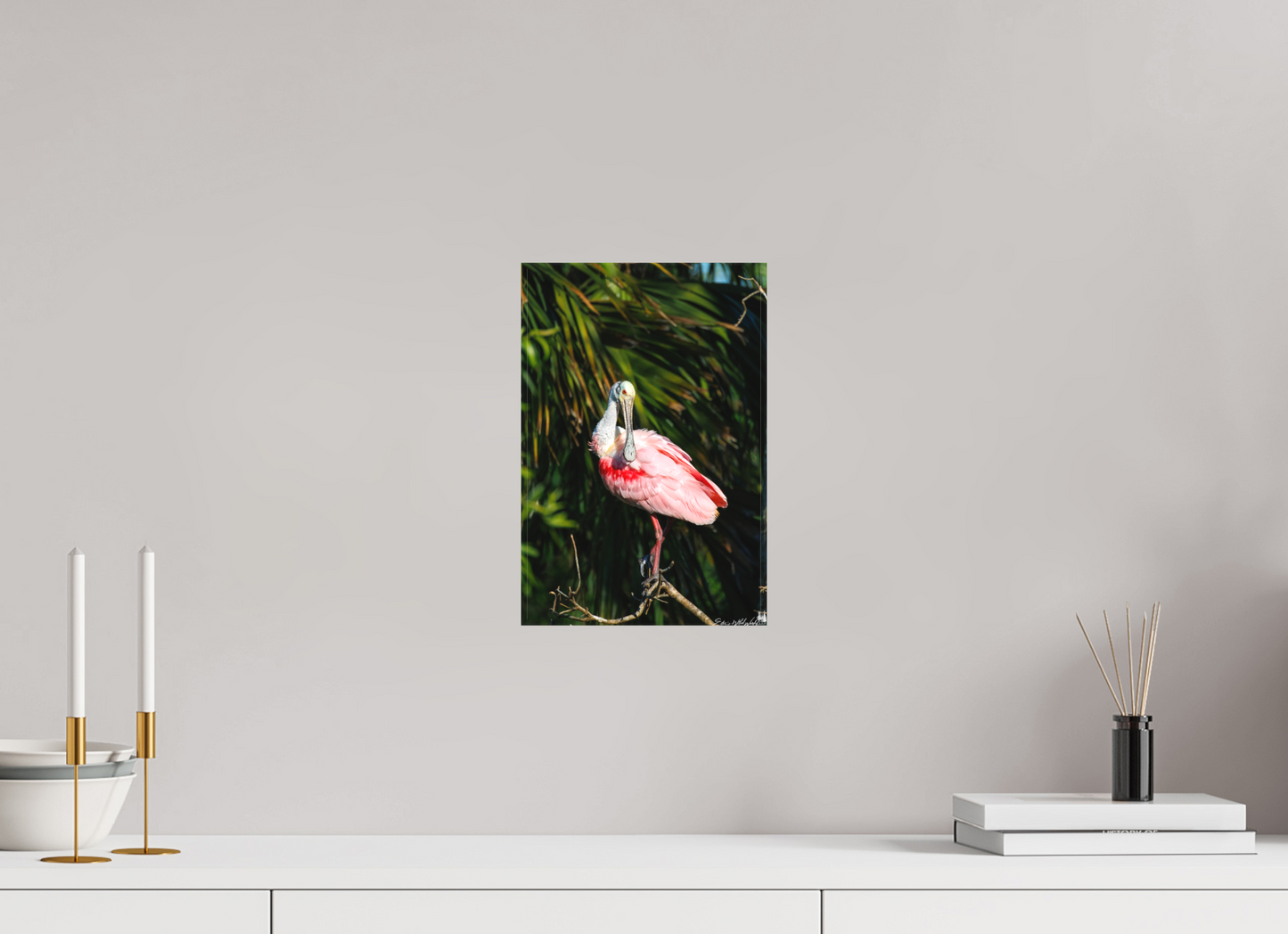 Preening spoonbill