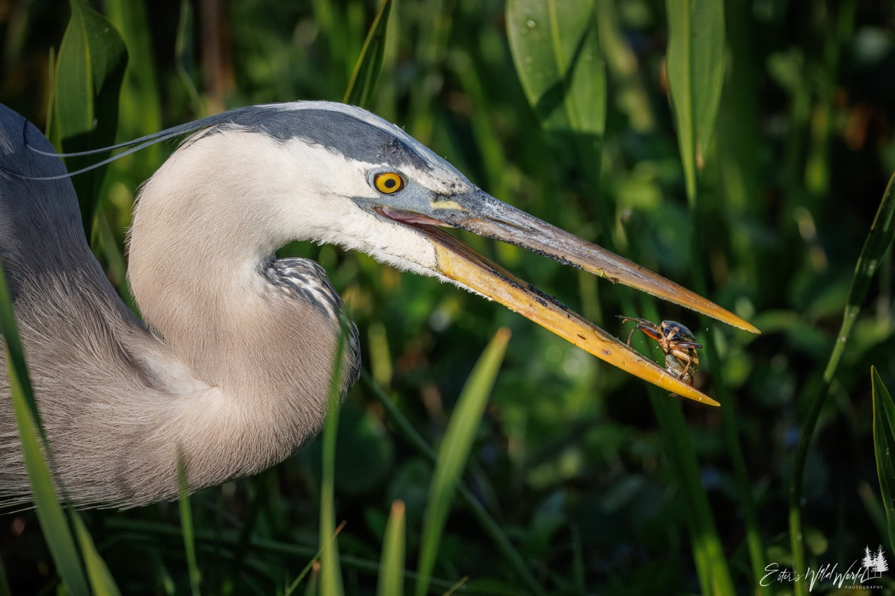 Great blue heron catching lunch