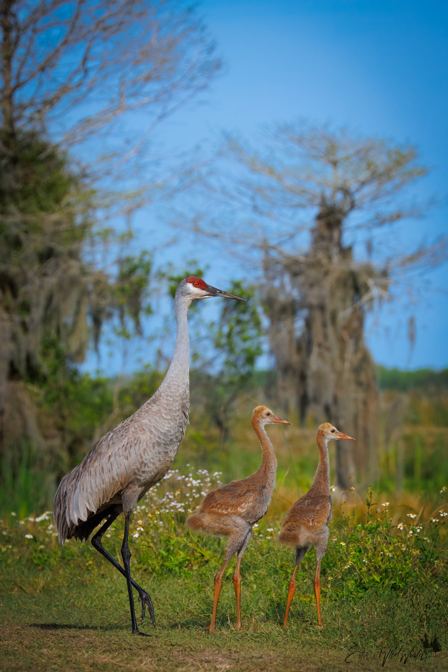 Sandhill crane with two chicks