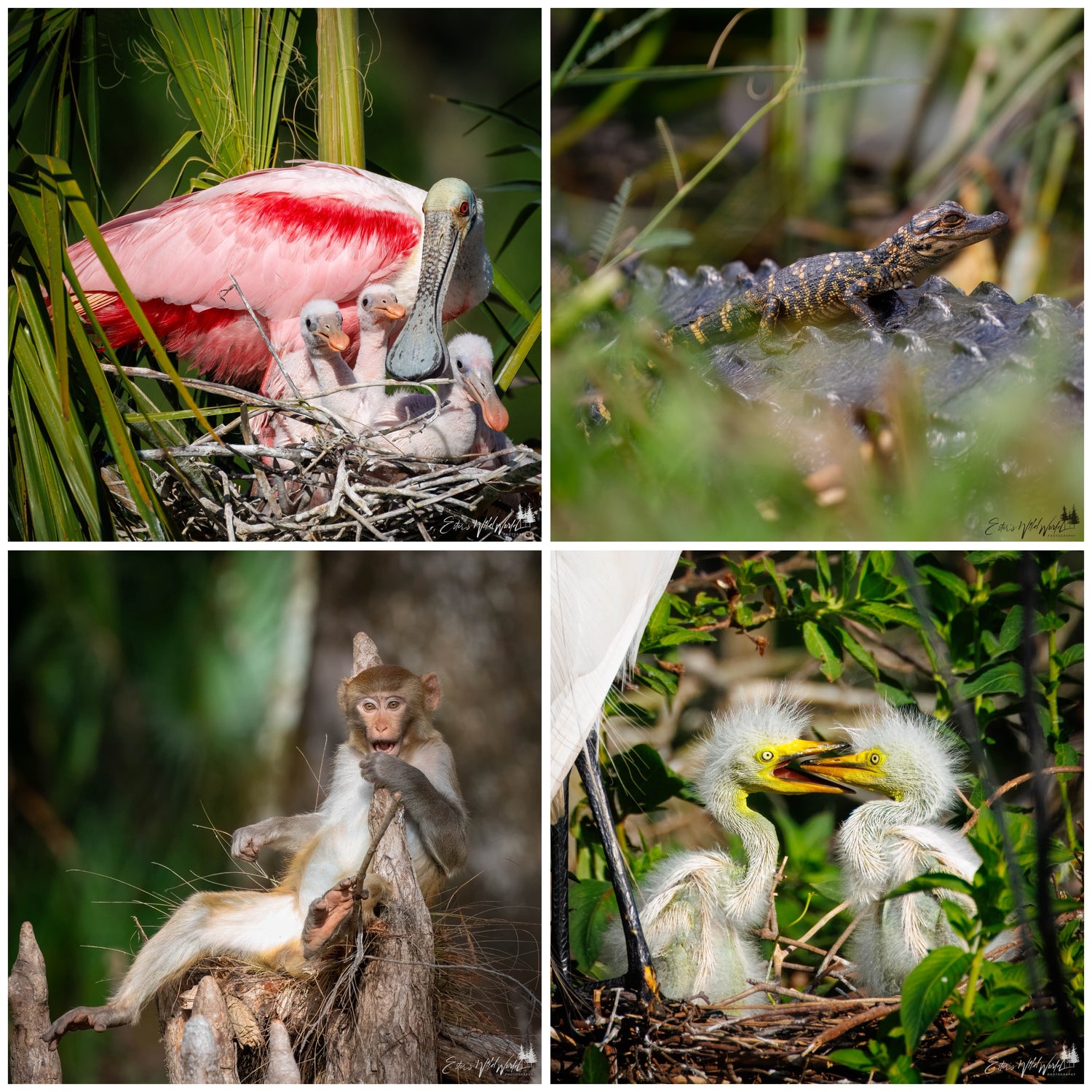 Prints of Florida wildlife