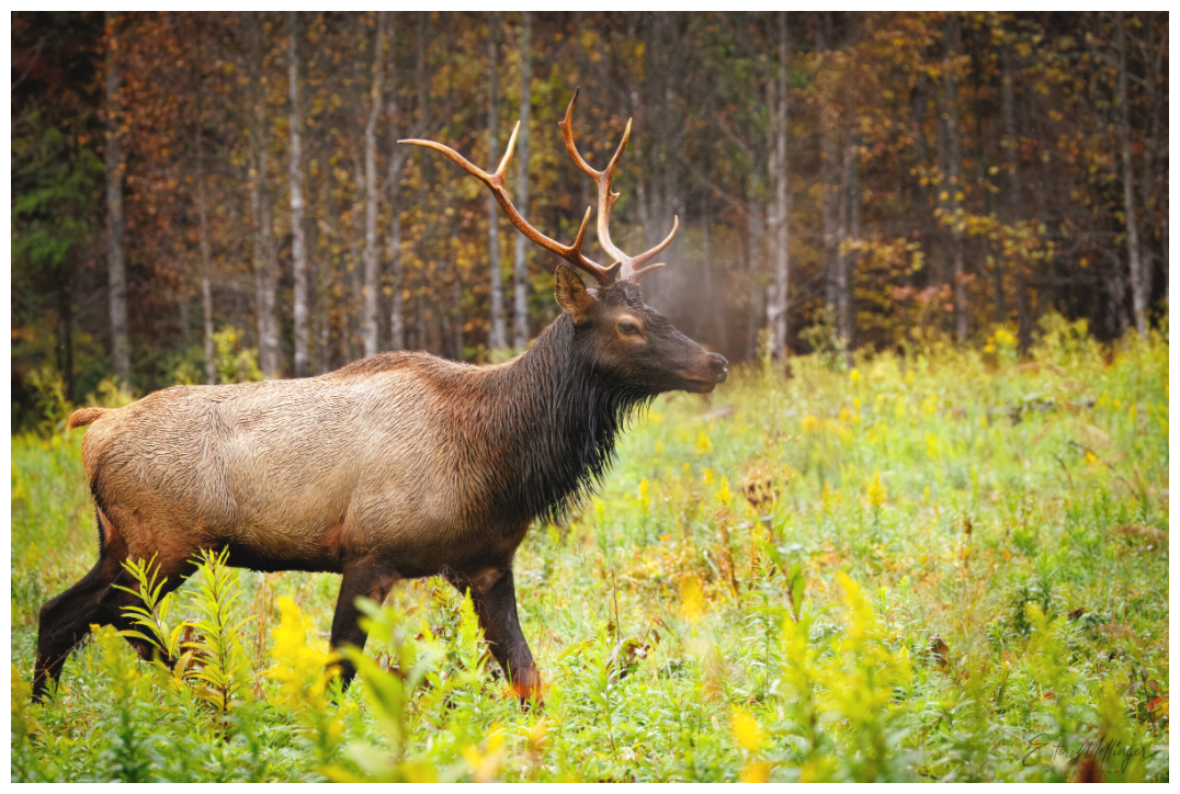 Main image "Call of the Wild" - Elk