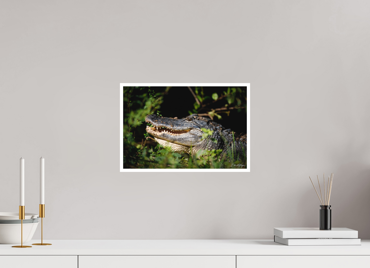 15 x 10″, Fine art print "At the Water's Edge" - American Alligator