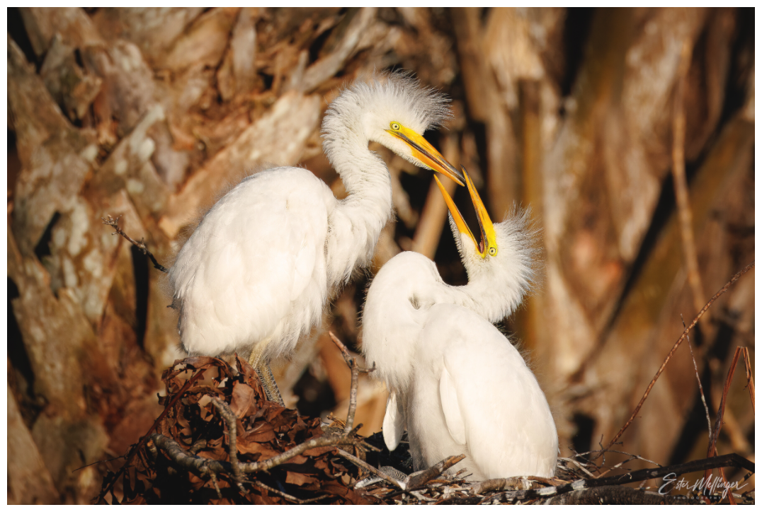 Main image "Wetland Nursery" - Great Egrets