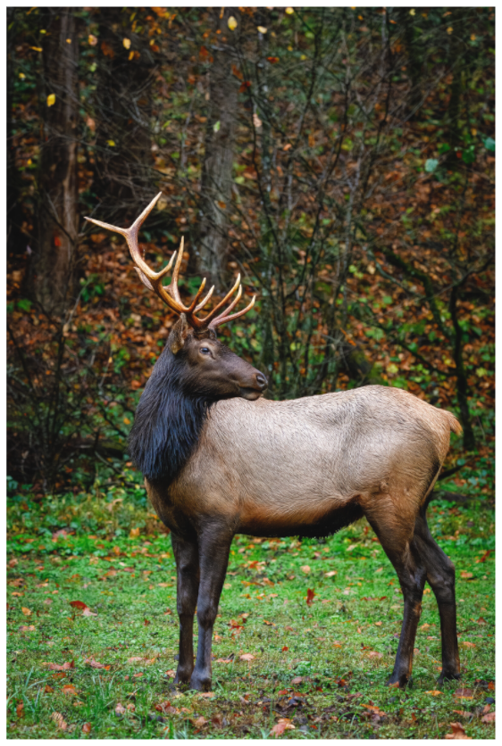 Main image "Guardian of the Meadow" - Elk