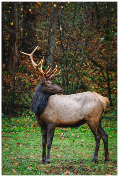 Main image "Guardian of the Meadow" - Elk