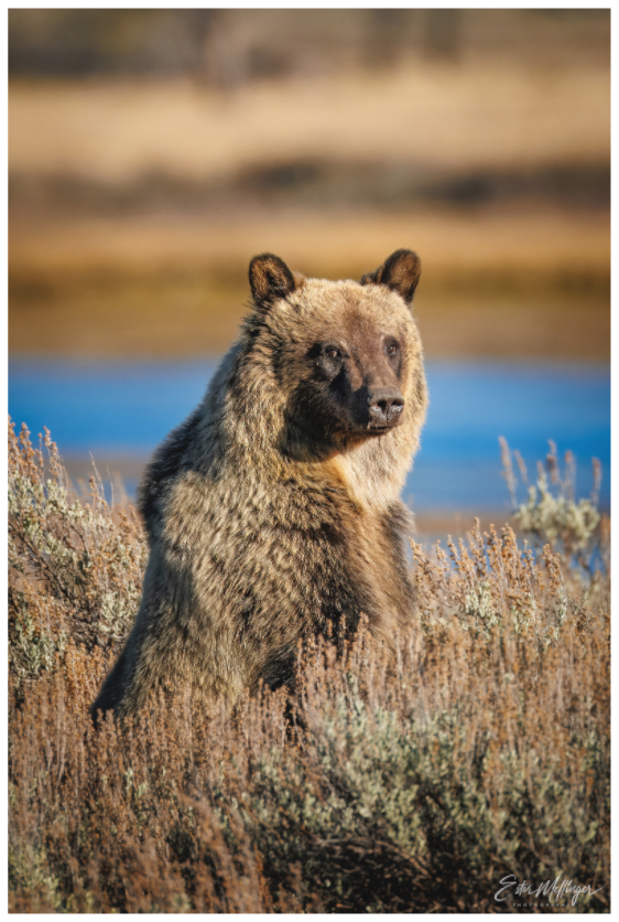 Main image "River Watch" - Grizzly Bear