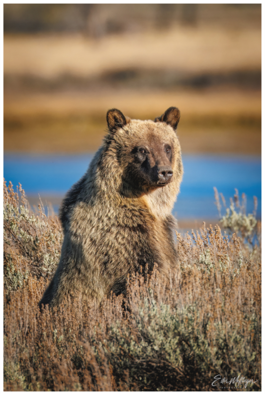 Main image "River Watch" - Grizzly Bear