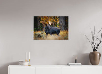 30 x 20″, Fine art print "Guardian of the Gros Ventre" - Bull moose