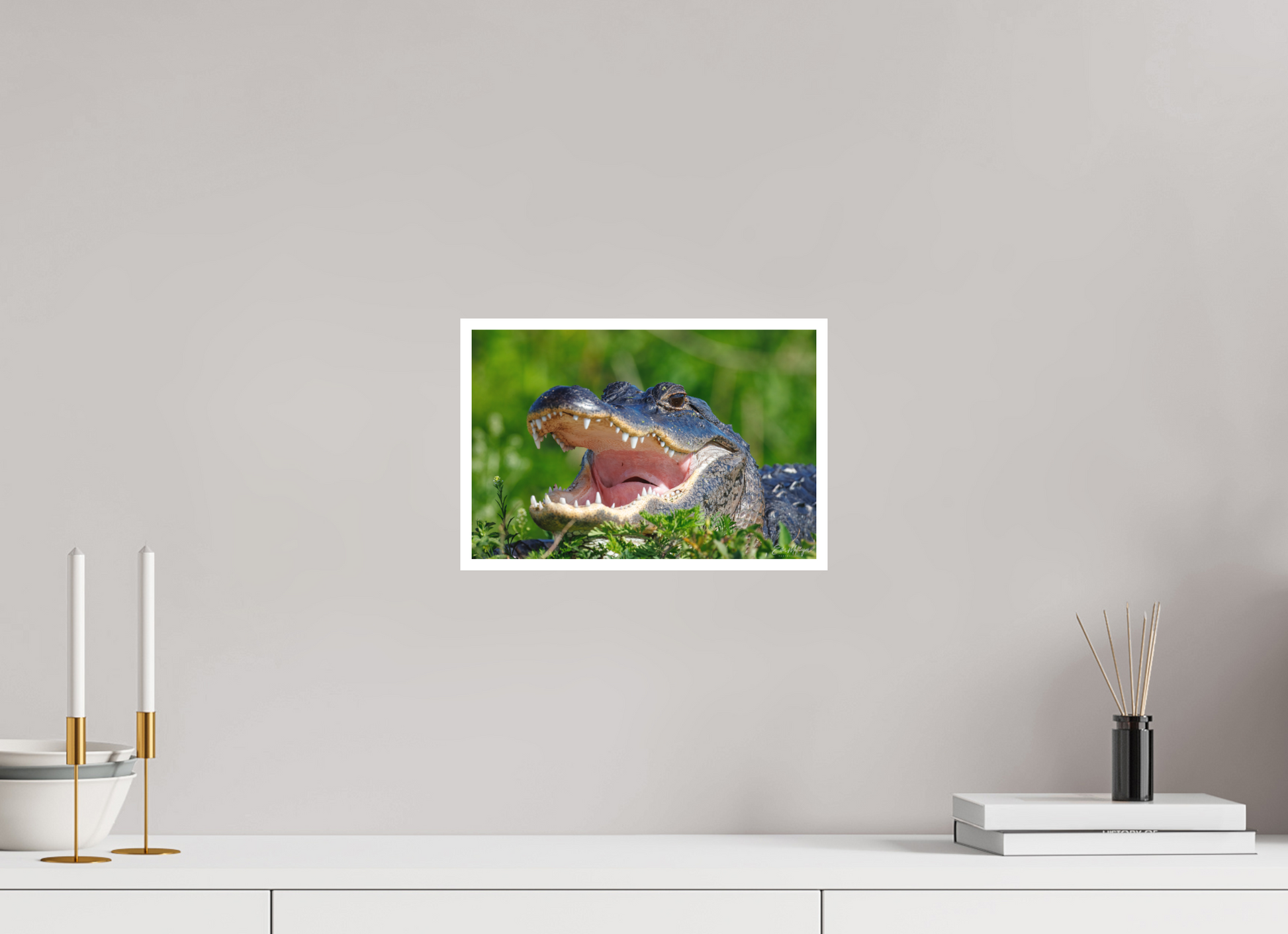 12 x 8″, Fine art print "Wide Open" - American Alligator