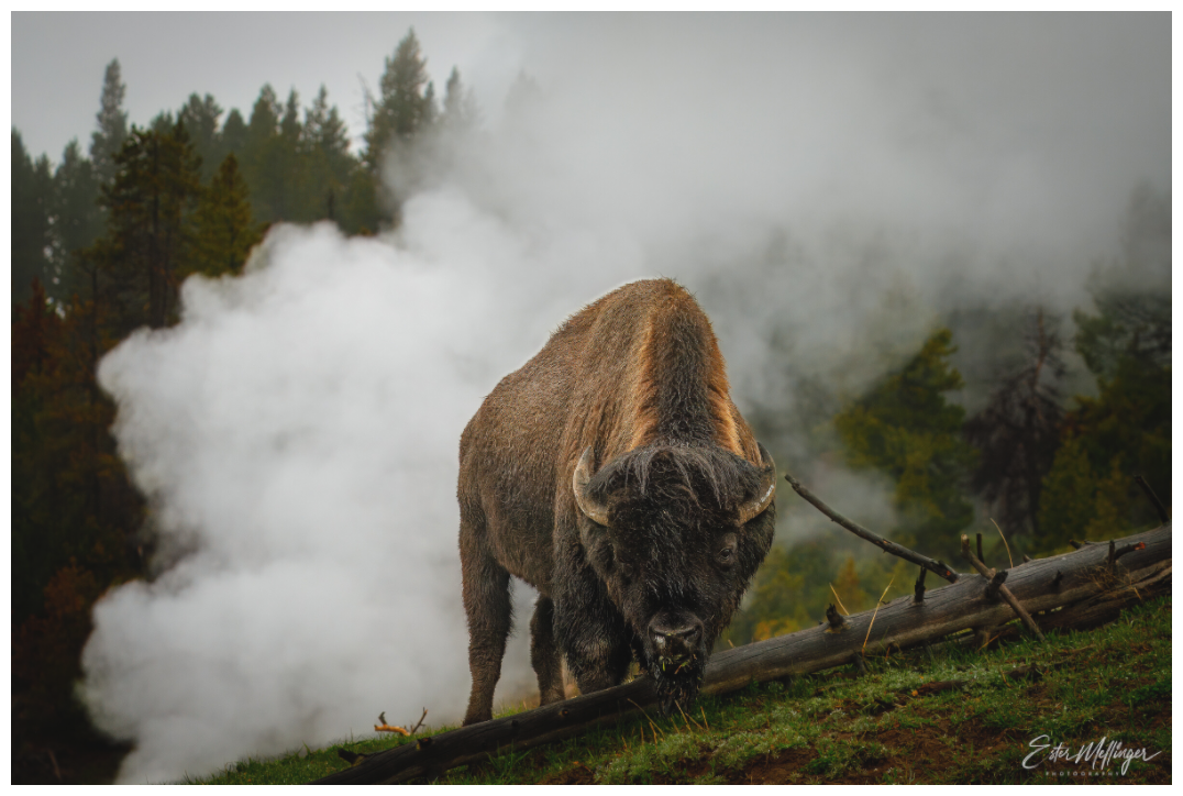 Main image "Misty Majesty" - Bison