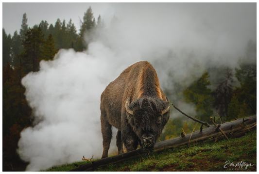 Main image "Misty Majesty" - Bison