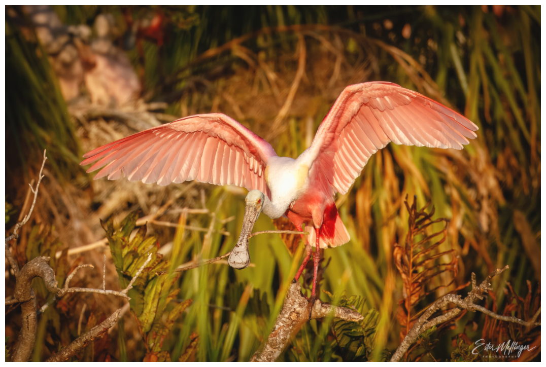 Main image "Golden Builder" - Roseate Spoonbill