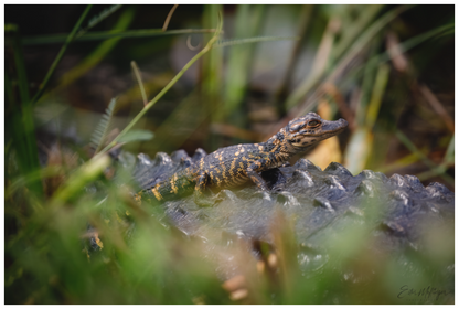 Main image "Backseat Explorer" - Baby Alligator