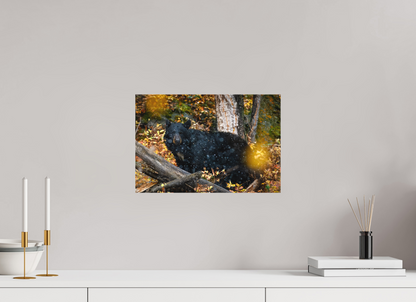15 x 10″, Canvas "Between Seasons" - Black Bear