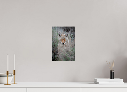 8 x 12″, Metal "Golden Gaze" - Coyote