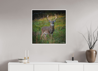 30 x 30″, Fine art print "Majesty of the cove" - White-tailed Buck