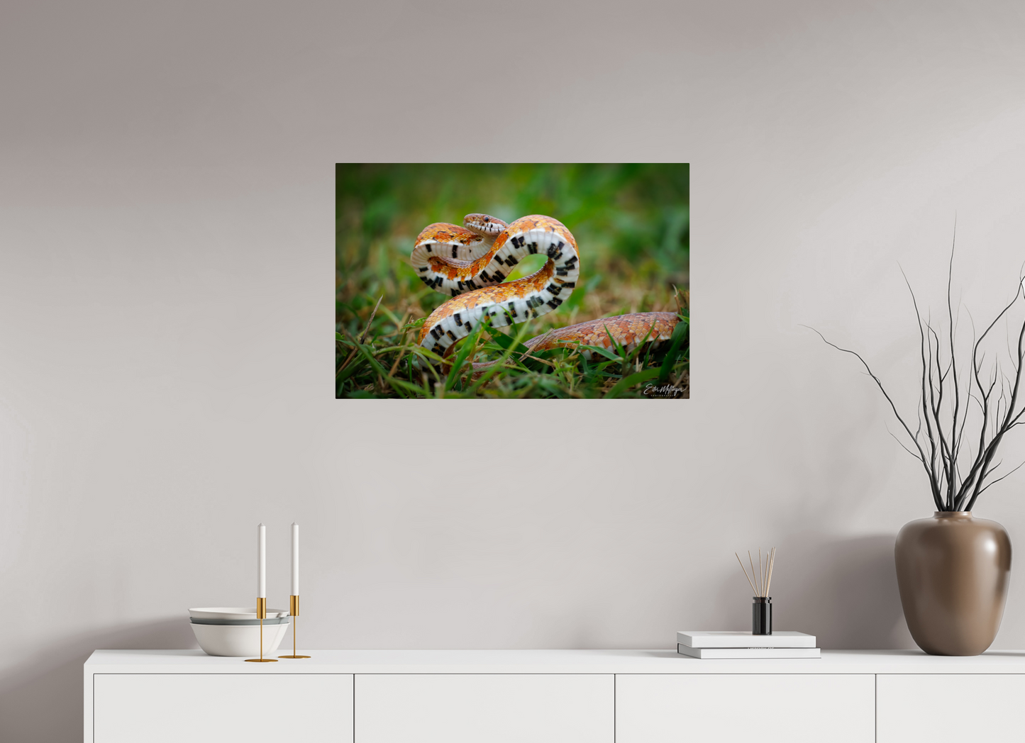 30 x 20″, Metal "Wild Pattern" - Florida Corn Snake
