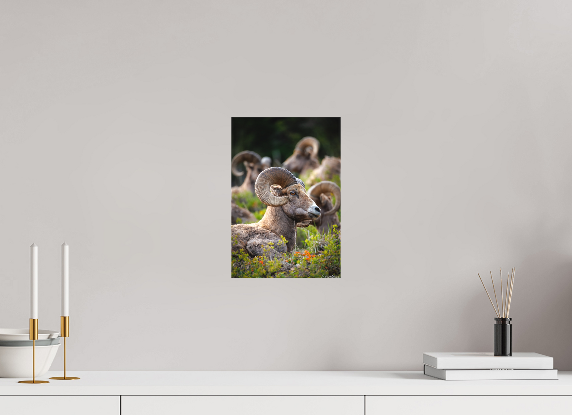 8 x 12″, Canvas "High Watch" - Bighorn Sheep