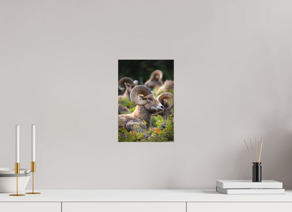 8 x 12″, Canvas "High Watch" - Bighorn Sheep