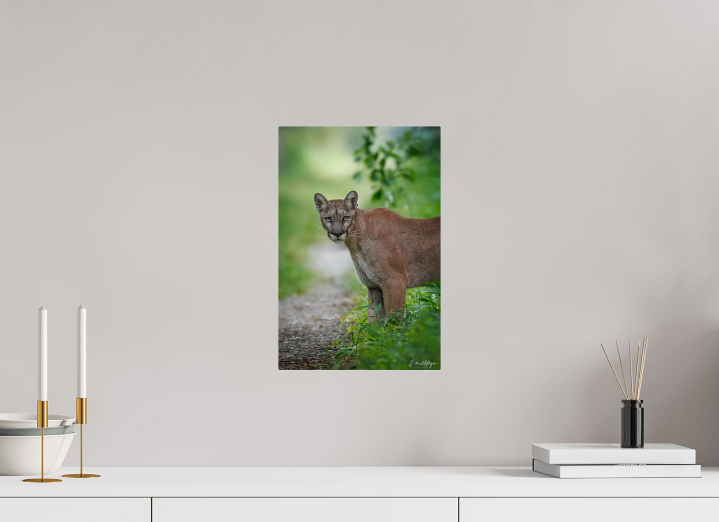 10 x 15″, Metal "Ghost of the Green Forest" - Florida Panther, vertical