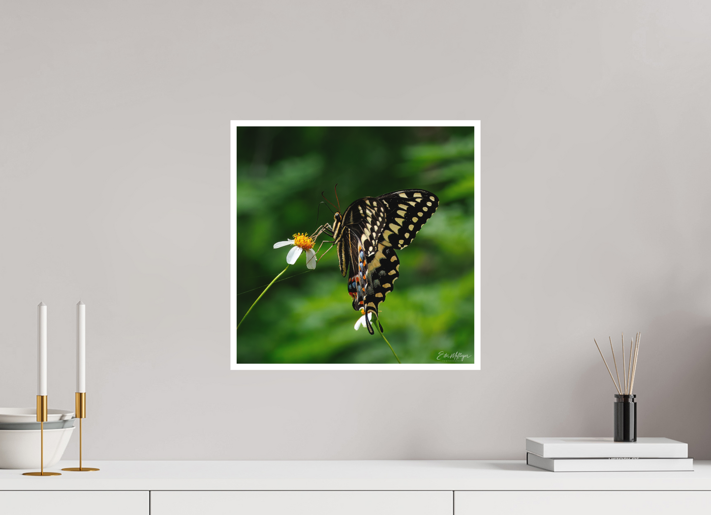 15 x 15″, Fine art print "Wildflower Landing" - Black Swallowtail