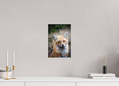 8 x 12″, Canvas "Quiet Mind" - Red Fox