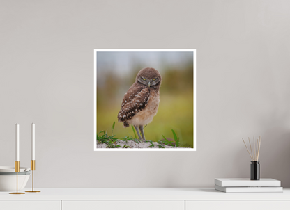 15 x 15″, Fine art print "The Stare Down" - Burrowing owlet