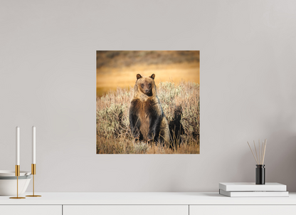 15 x 15″, Canvas "Standing Tall" - Grizzly Bear