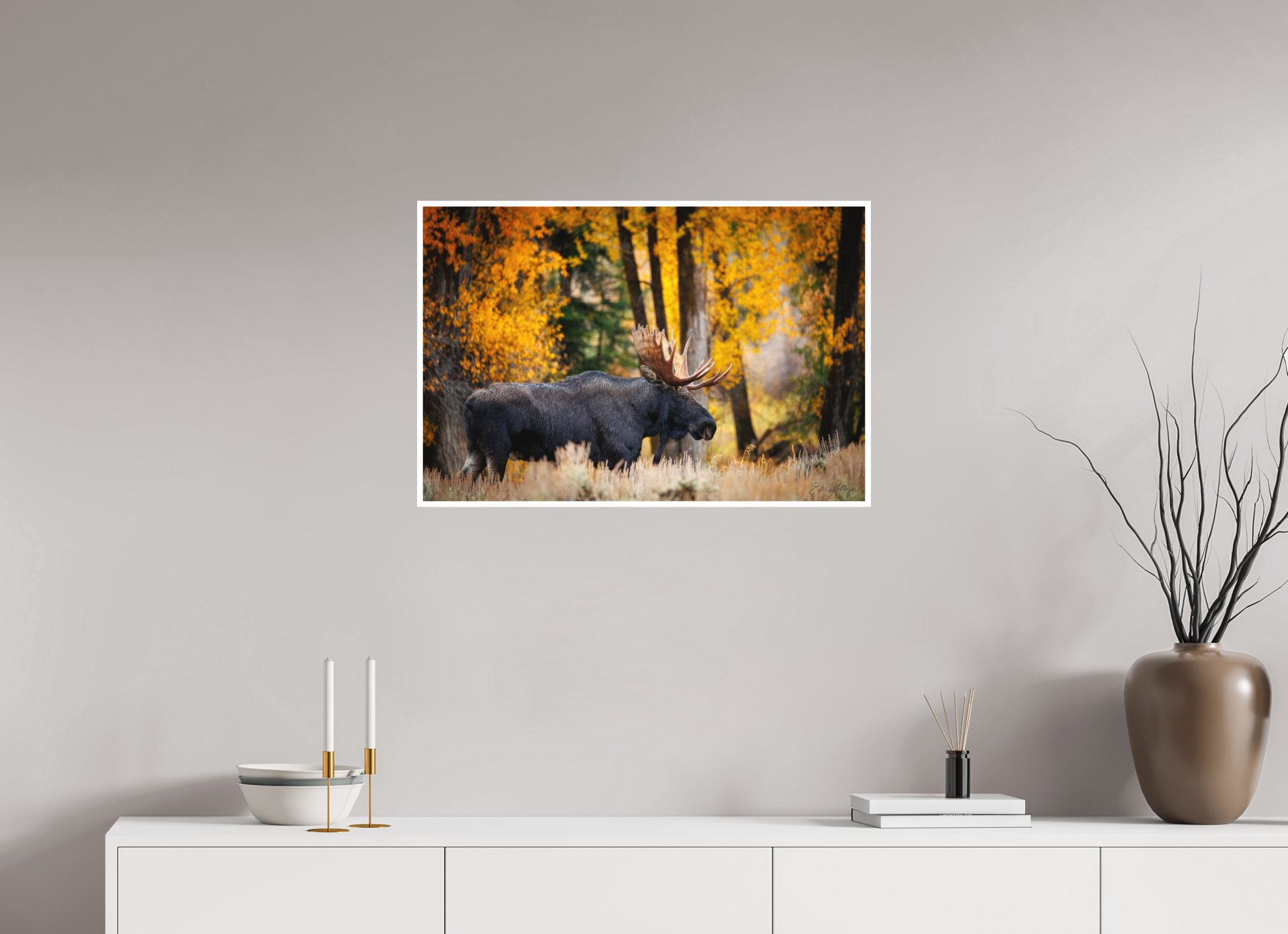 30 x 20″, Fine art print "Majesty in the rain" - Bull moose