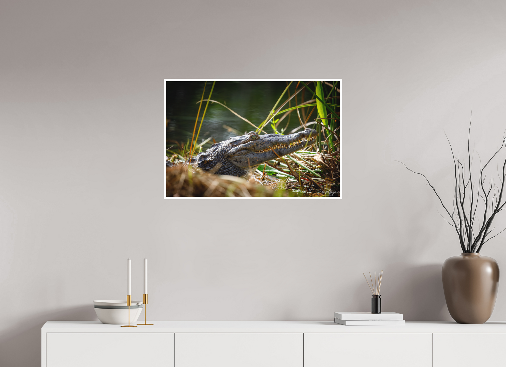 30 x 20″, Fine art print "Teeth of Time" - American Crocodile