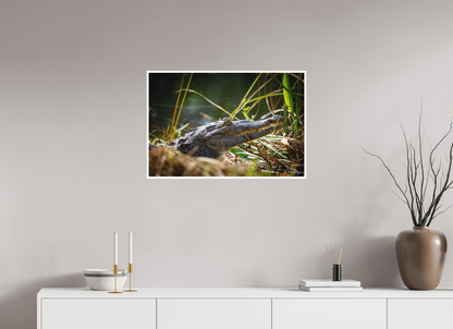 30 x 20″, Fine art print "Teeth of Time" - American Crocodile