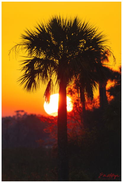 Main image "Florida Awakens"