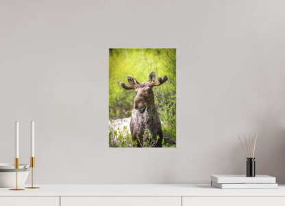 10 x 15″, Canvas "Willow Smile" - Moose