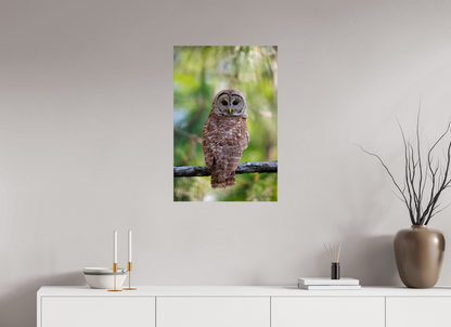 20 x 30″, Metal "..." - Barred Owl