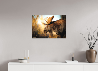 30 x 20″, Canvas "Monarch of Gros Ventre - In His Eyes"