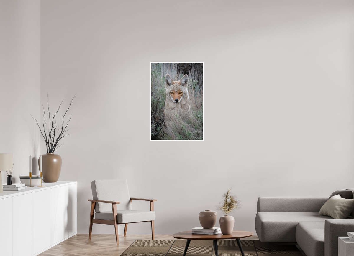 24 x 36″, Fine art print "Golden Gaze" - Coyote