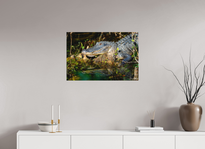 30 x 20″, Canvas "Shadow of the Cypress" - American Alligator