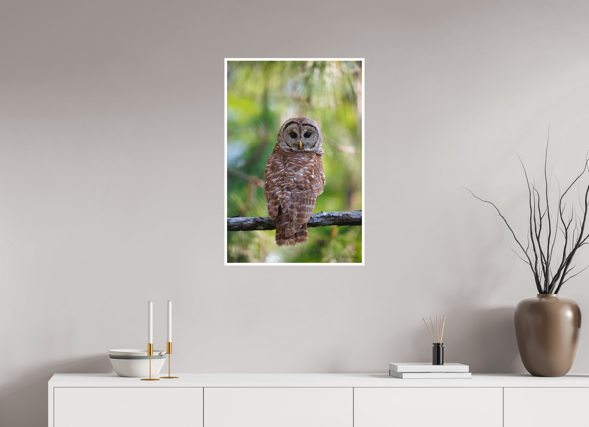 20 x 30″, Fine art print "..." - Barred Owl