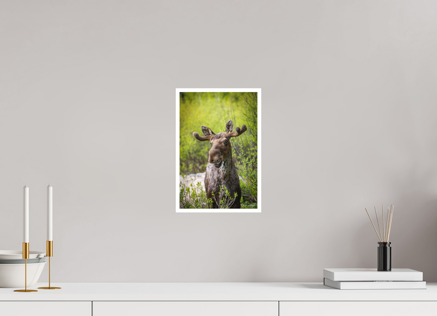 8 x 12″, Fine art print "Willow Smile" - Moose