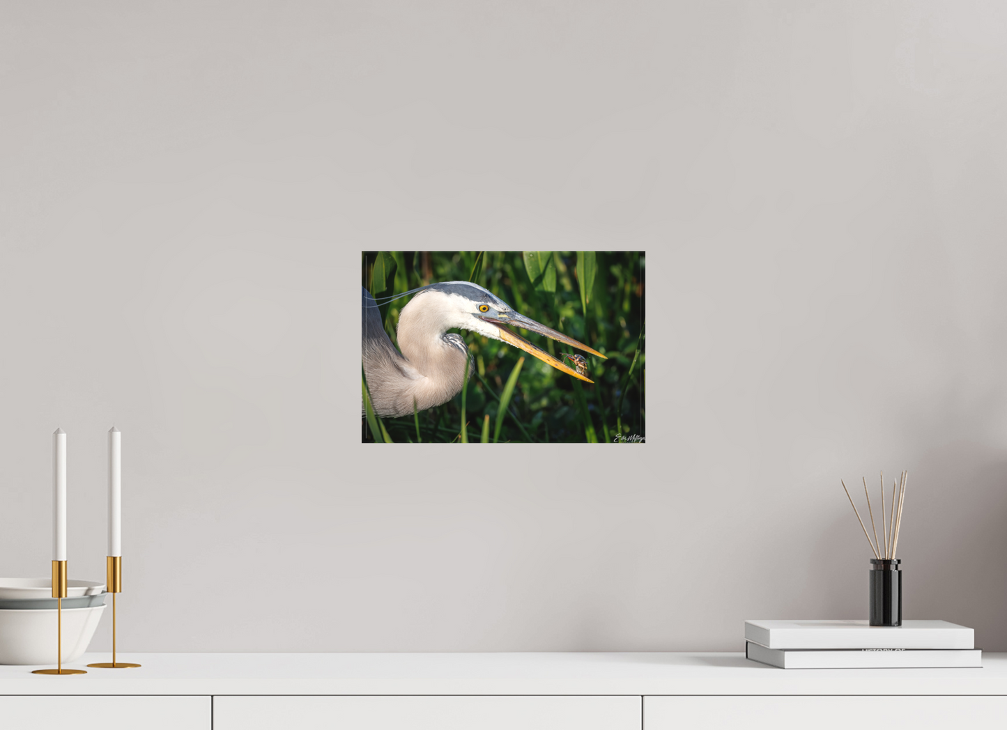 12 x 8″, Canvas "The Catch" - Great Blue Heron