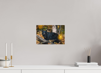 12 x 8″, Canvas "Between Seasons" - Black Bear