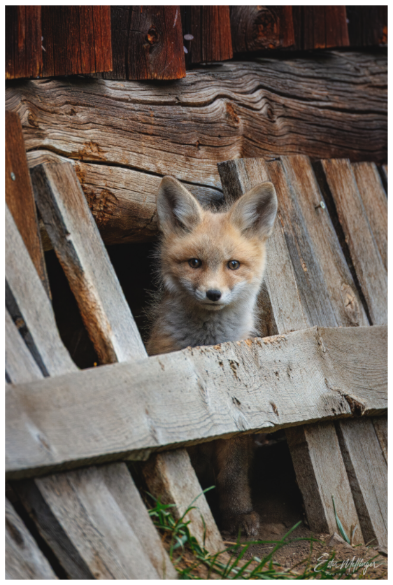 Main image "Barnyard Lookout" - Red Fox kit