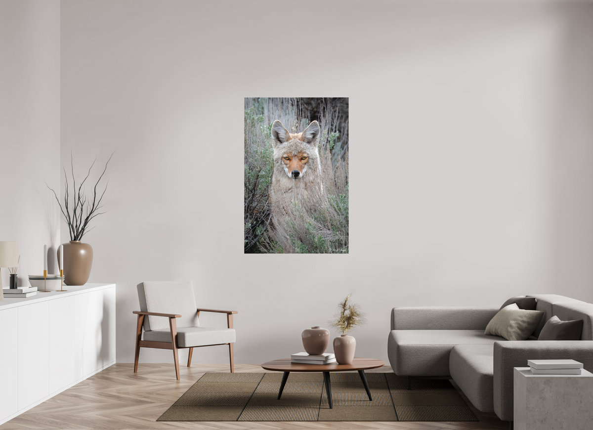 36 x 54″, Canvas "Golden Gaze" - Coyote