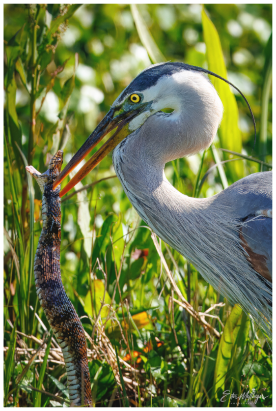 Main image "The Hunt in the Marsh" - Great Blue Heron