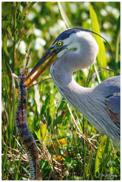 Main image "The Hunt in the Marsh" - Great Blue Heron