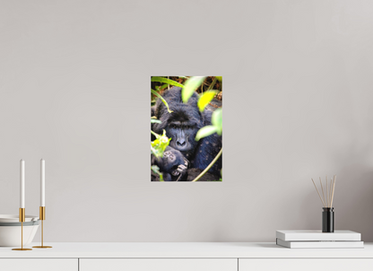 Silverback with his baby