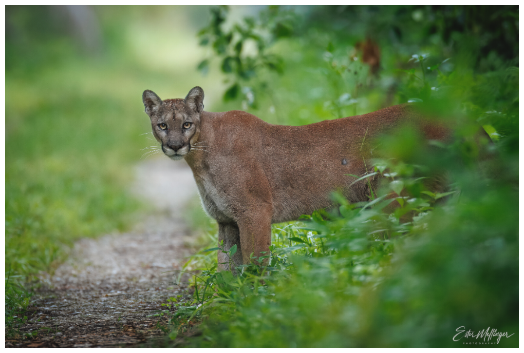 Main image Ghost of the Green Forest - Florida Panther
