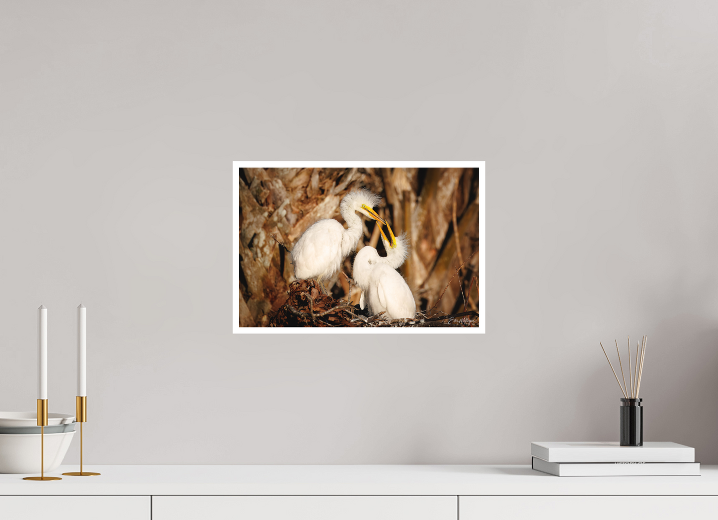 15 x 10″, Fine art print "Wetland Nursery" - Great Egrets